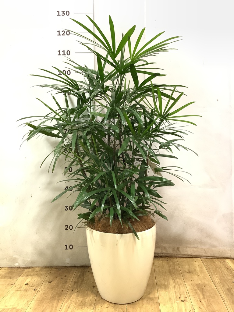 観葉植物 シュロチク（棕櫚竹） 8号 エステリ ピンク 付き | 観葉植物