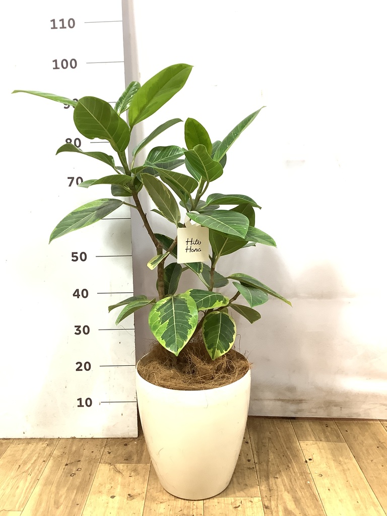 フィカス アルテシーマ 1点もの（現品・現物） | 観葉植物 - HitoHana
