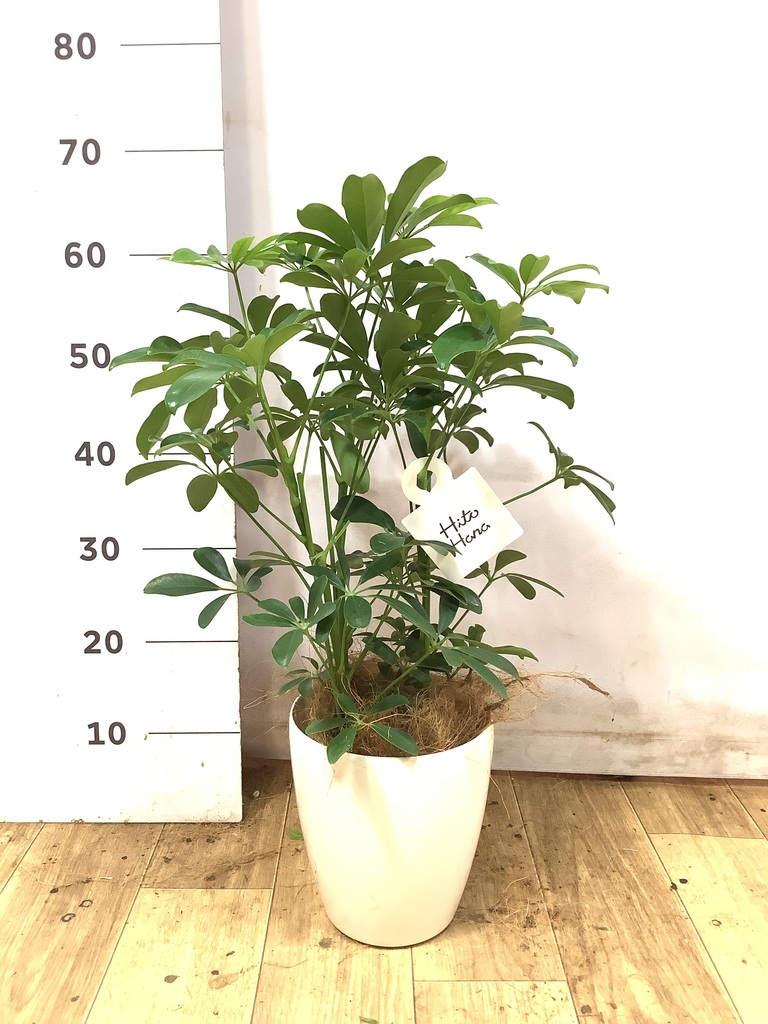 観葉植物 シェフレラ（カポック） 5号 ノーマル エトナ アリーナ 付き