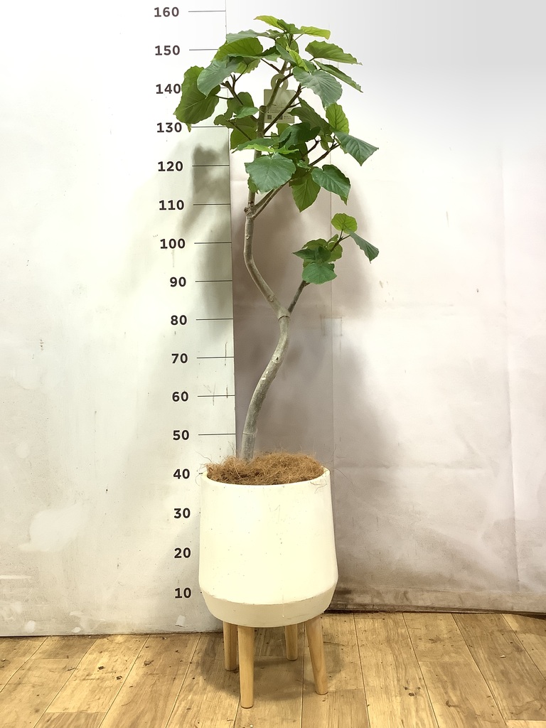 フィカス ウンベラータ 7号 | 観葉植物の通販ならHitoHana（ひとはな）