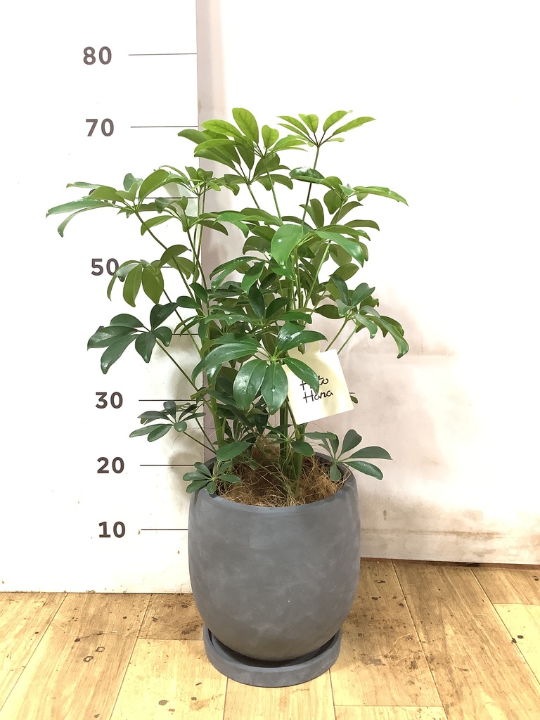 観葉植物 シェフレラ（カポック） 5号 ノーマル エトナ アリーナ 付き