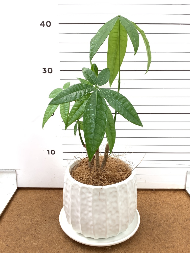 観葉植物 パキラ 3号 寄せ ミーア 22 WK ホワイト 付き | 観葉植物なら