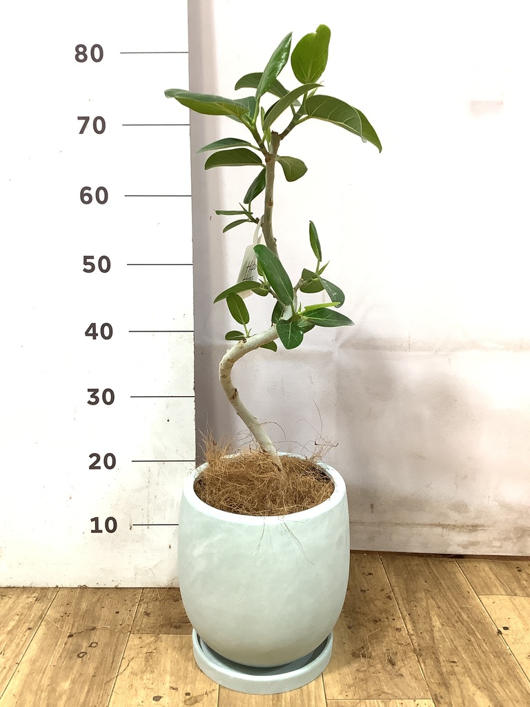 観葉植物 フィカス ベンガレンシス 5号 曲り プラスチック鉢 | 観葉