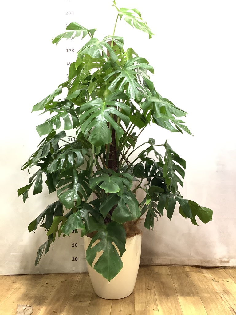 モンステラ 1点もの | 観葉植物 | 送料無料でお届け - Hitohana（ひと