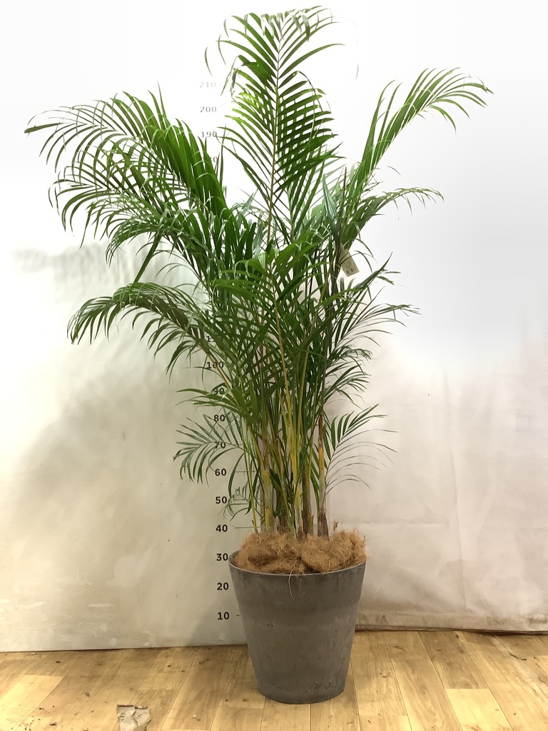 アレカヤシ 10号 | 観葉植物 | インテリアやギフトに - Hitohana（ひと