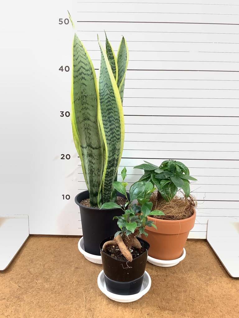 観葉植物 初心者セット | HitoHana（ひとはな）