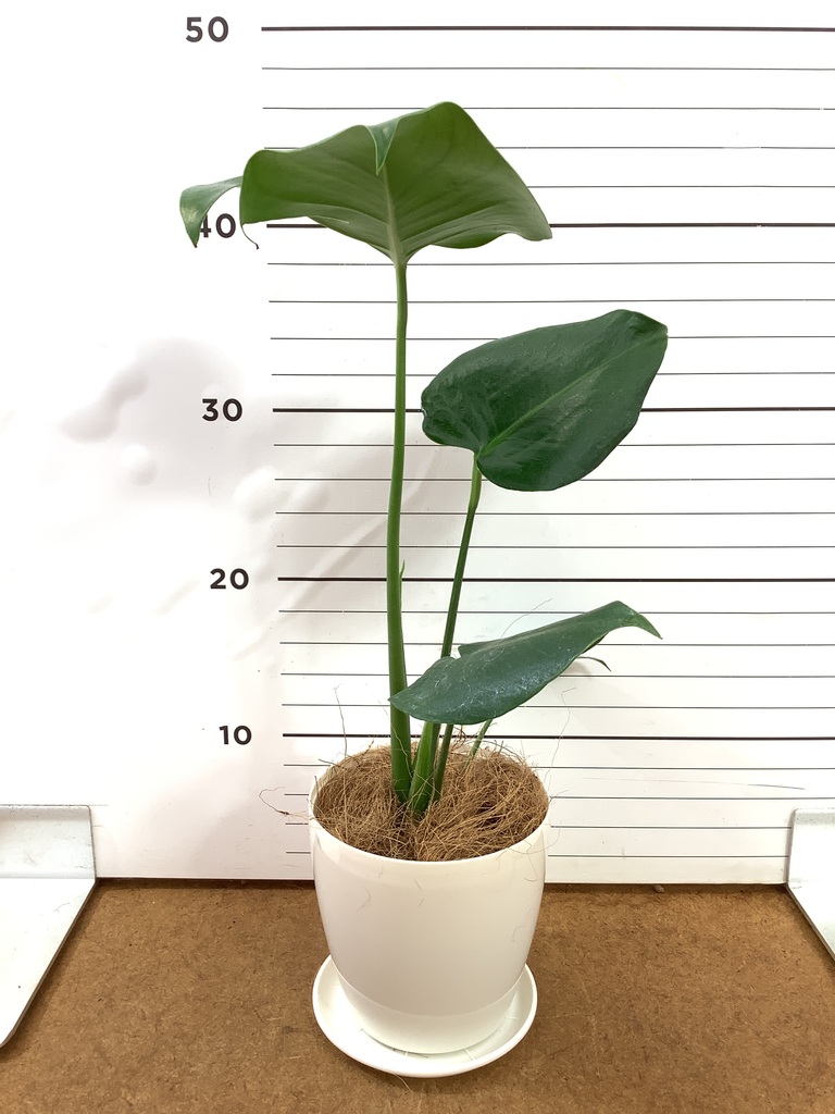 モンステラ 4号 | 観葉植物通販HitoHana(ひとはな)