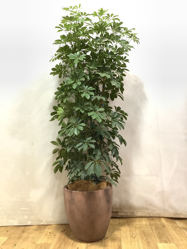 観葉植物 シェフレラ（カポック） 10号 ノーマル ベータ キューブ