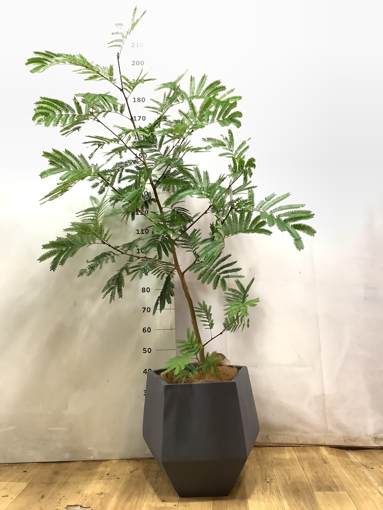 観葉植物 エバーフレッシュ 10号 ボサ造り ファイバークレイGray 付き