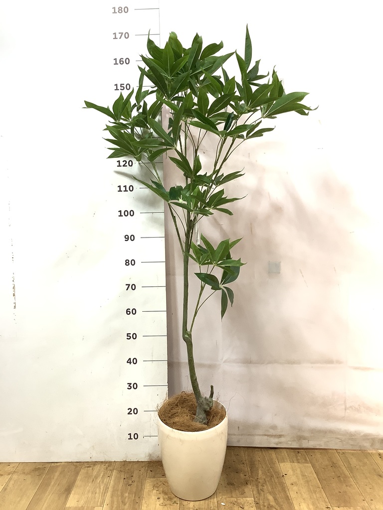 フェイクグリーン 30cm～ | 通販専門店 HitoHana（ひとはな）