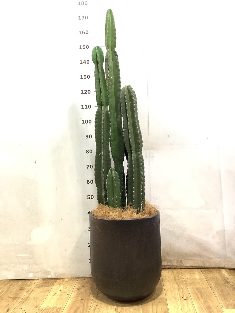 観葉植物 柱サボテン 10号 アートストーン ラウンド TERRA 付き | 観葉