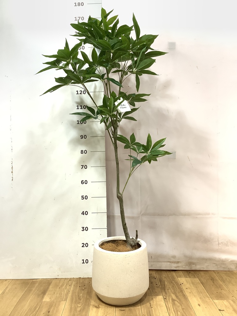 フェイクグリーン フェイクグリーン 30cm～ | 通販専門店 HitoHana（ひとはな）