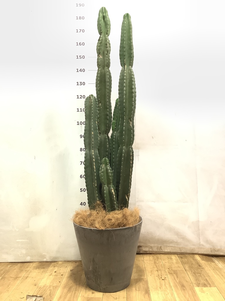 観葉植物 柱サボテン 10号 アートストーン ラウンド TERRA 付き | 観葉