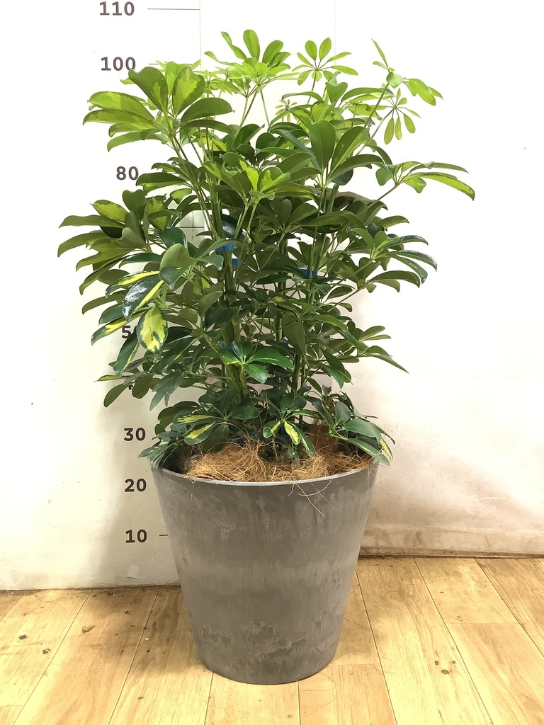 観葉植物 シェフレラ（カポック） 8号 斑入り アディラボウル グレイ