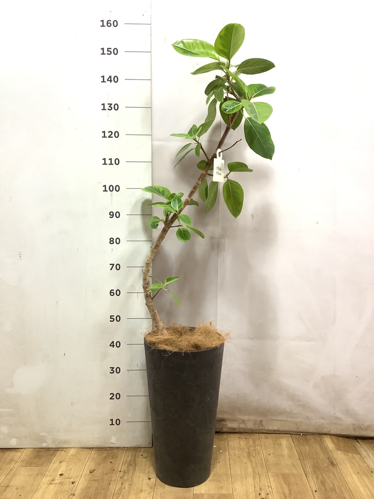 フィカス アルテシーマ 1点もの（現品・現物） | 観葉植物 - HitoHana