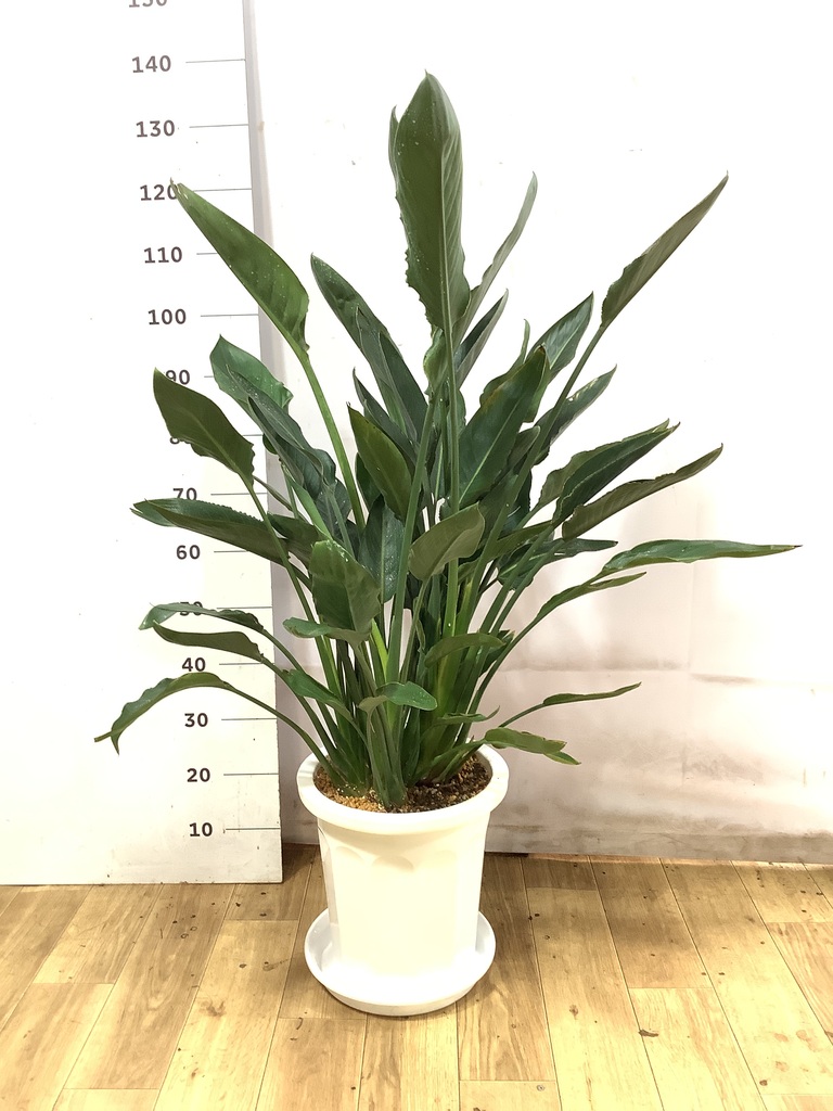 観葉植物 ストレリチア レギネ 10号 フェルム シリンダー オリーブ