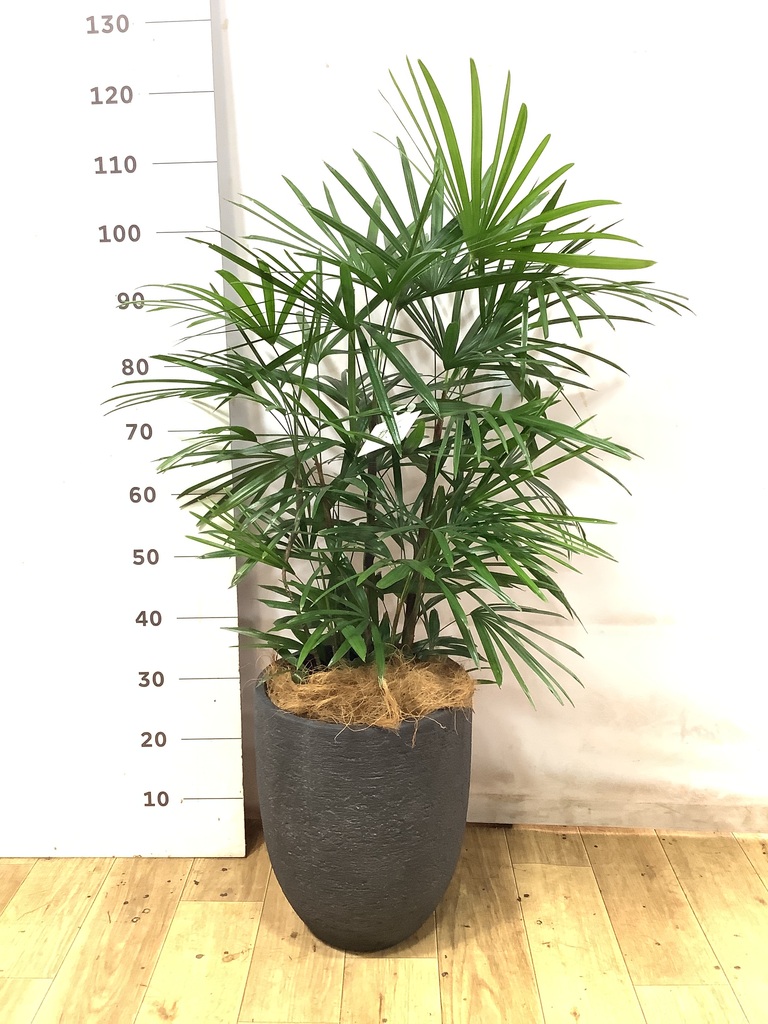観葉植物 シュロチク（棕櫚竹） 8号 リブバスケットNatural 付き