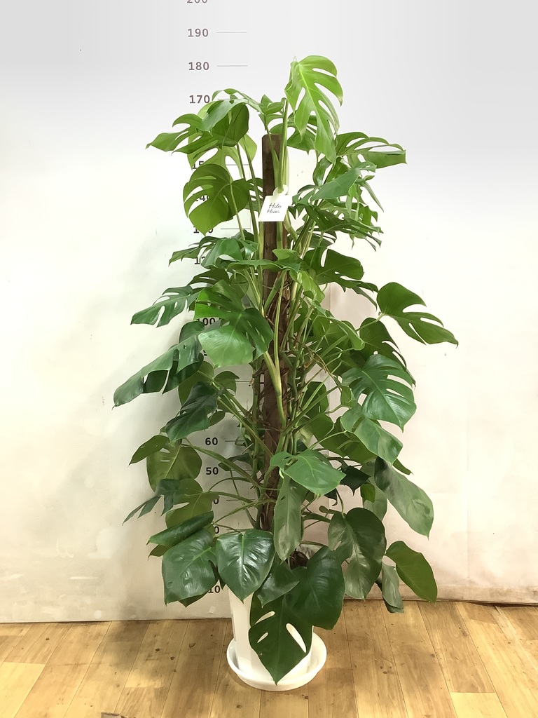 モンステラ 10号 | 観葉植物 | インテリアやギフトに - Hitohana（ひと