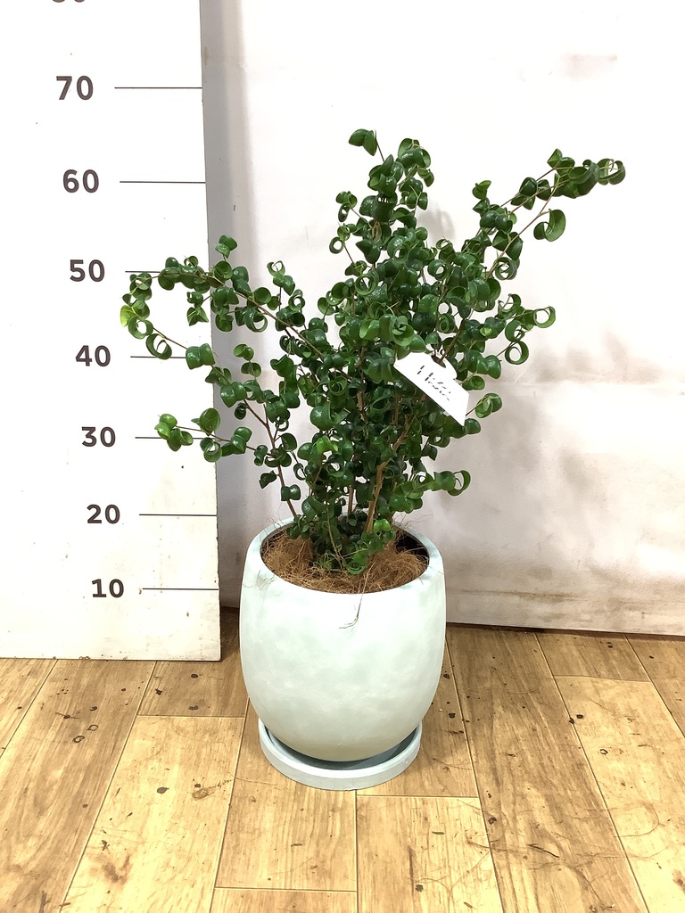 フィカス ベンジャミン バロック | 観葉植物ならHitoHana（ひとはな）