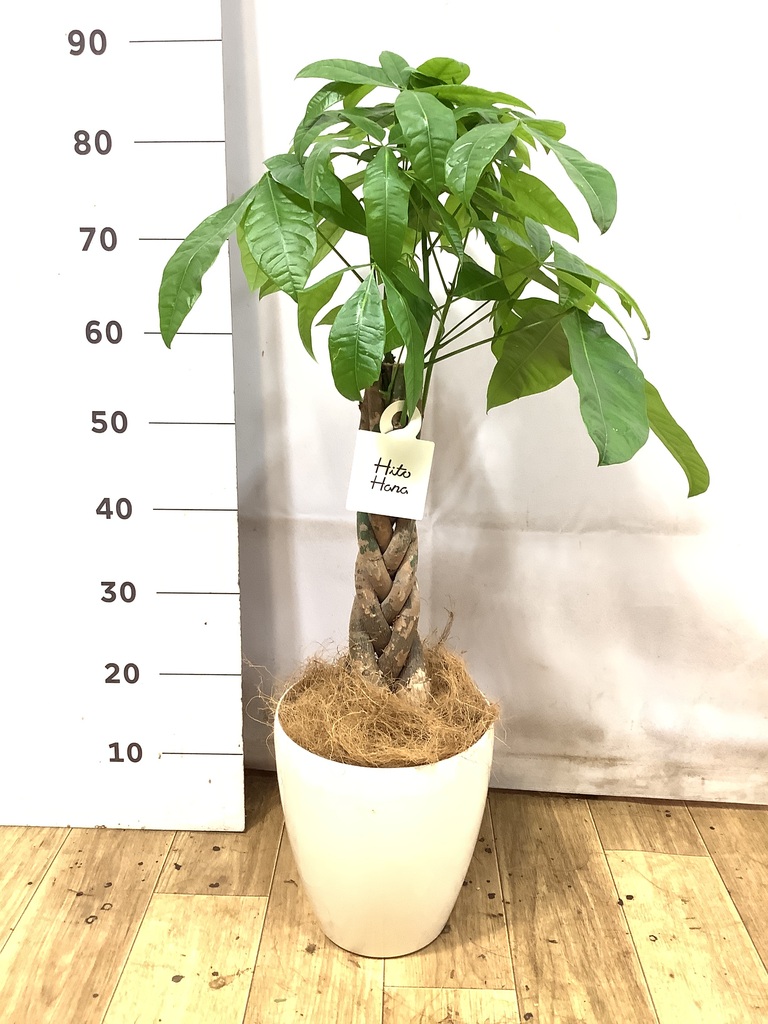 パキラ 6号 | 観葉植物 | 送料無料でお届け - Hitohana（ひとはな）