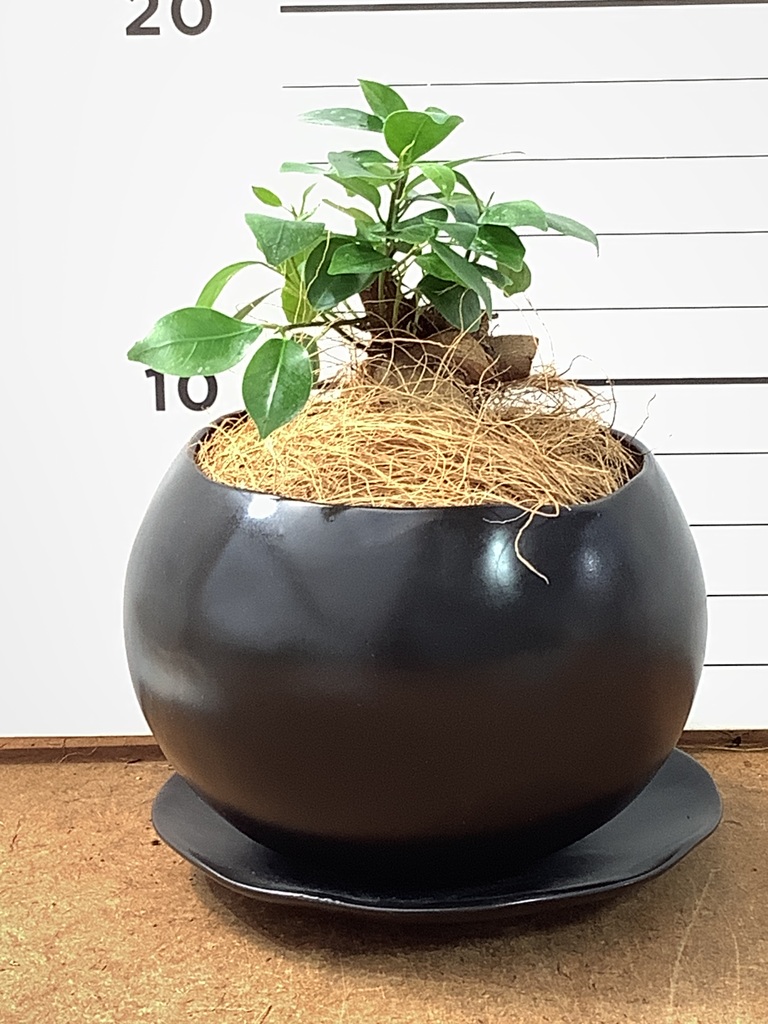 ガジュマル 1点もの（現品・現物） | 観葉植物通販HitoHana(ひとはな)
