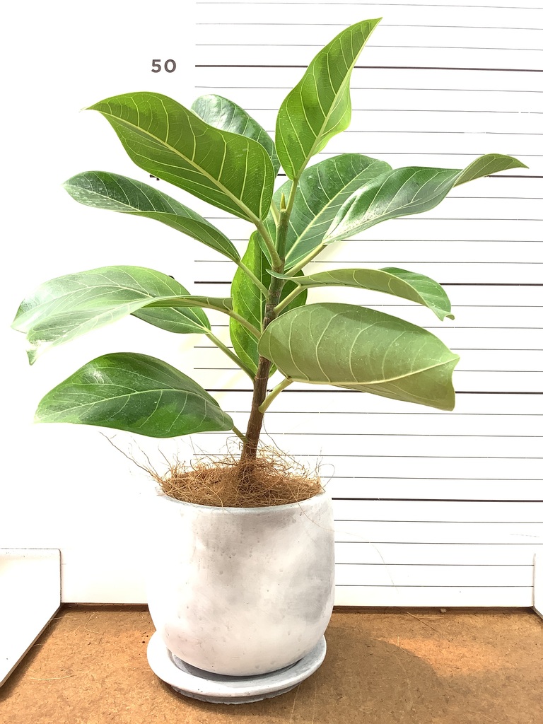 フィカス アルテシーマ 1点もの（現品・現物） | 観葉植物 - HitoHana
