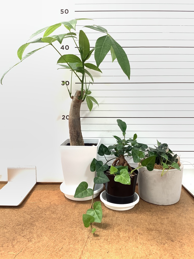ガジュマル 1点もの（現品・現物） | 観葉植物通販HitoHana(ひとはな)