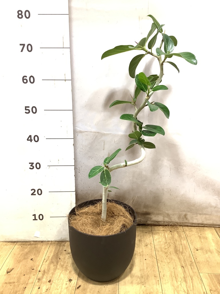 フィカス ベンガレンシス 1点もの（現品・現物） | 観葉植物 | 送料