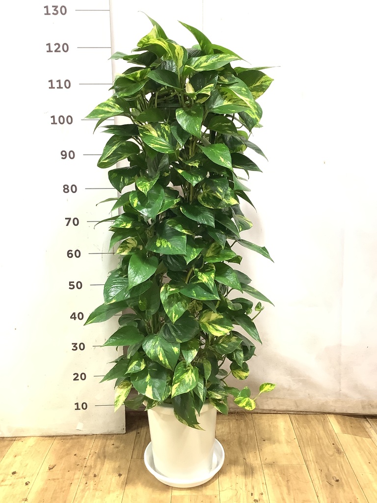 ⭐ポトス⭐サービスカット⭐20本 観葉植物 ポトス 8号 フォレストトール ブラック 付き | 観葉植物なら