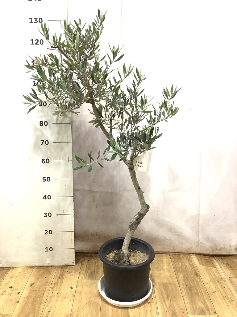 オリーブの木 1点もの（現品・現物） | 観葉植物通販HitoHana(ひとはな)