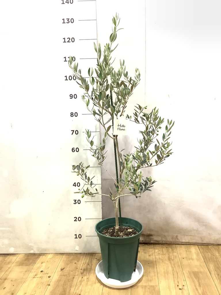 オリーブの木 1点もの（現品・現物） | 観葉植物通販HitoHana(ひとはな)
