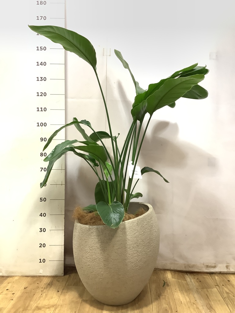 オーガスタ 1点もの（現品・現物） | 観葉植物通販HitoHana(ひとはな)