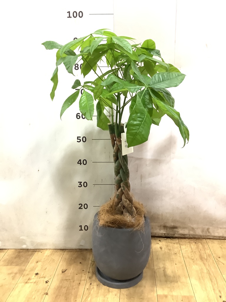 ローズ①　パキラ　ネジリ　10号　特大苗木最高等級極上品‼️　超 極太 パキラ 6号 | 観葉植物 | 送料無料でお届け - Hitohana（ひとはな）