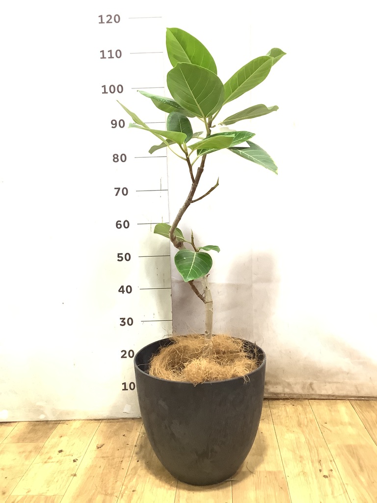 フィカス アルテシーマ 1点もの（現品・現物） | 観葉植物 - HitoHana