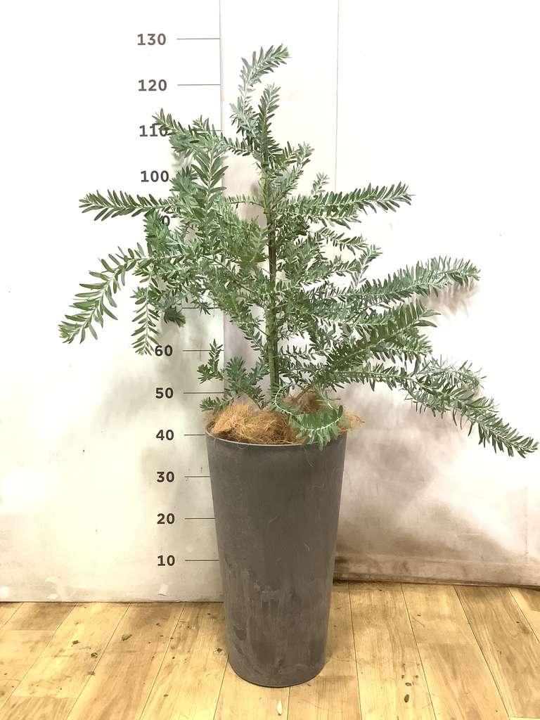 アカシア ブルーブッシュ | 観葉植物通販HitoHana(ひとはな)