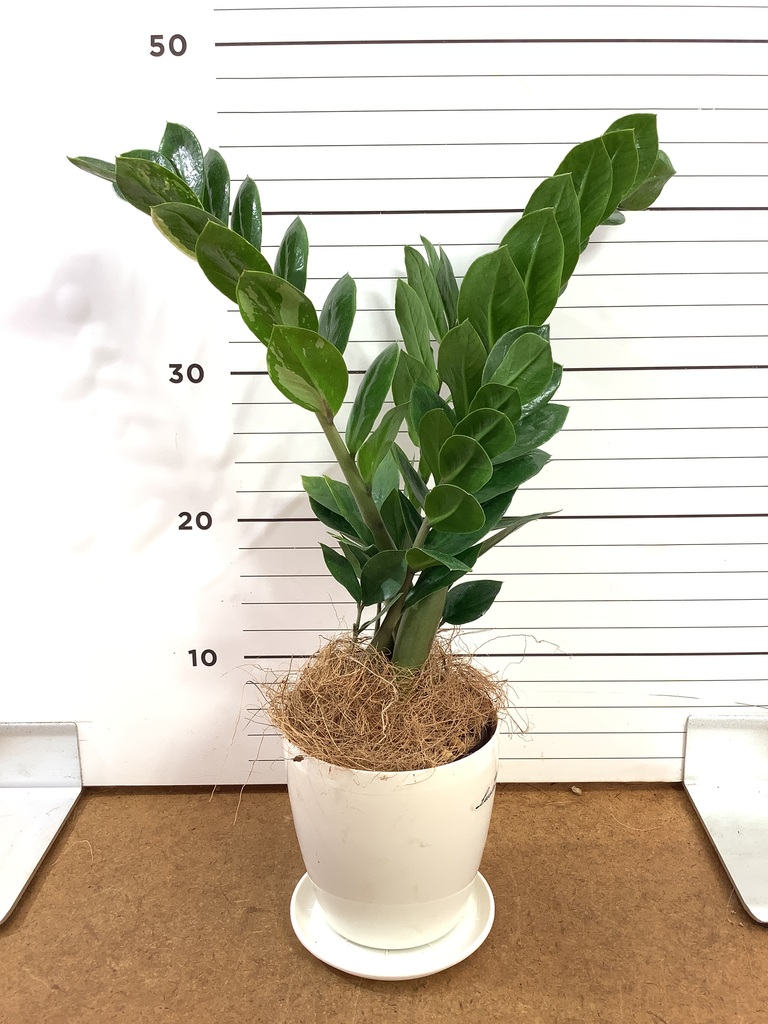 ザミオクルカス | 観葉植物の通販ならHitoHana（ひとはな）