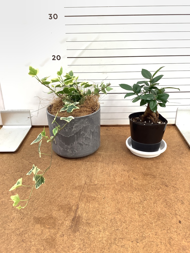 ガジュマル 1点もの（現品・現物） | 観葉植物通販HitoHana(ひとはな)
