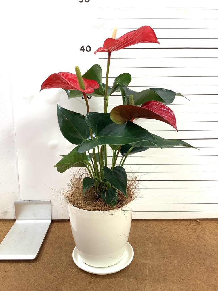 アンスリウム レッド | 観葉植物の通販ならHitoHana（ひとはな）
