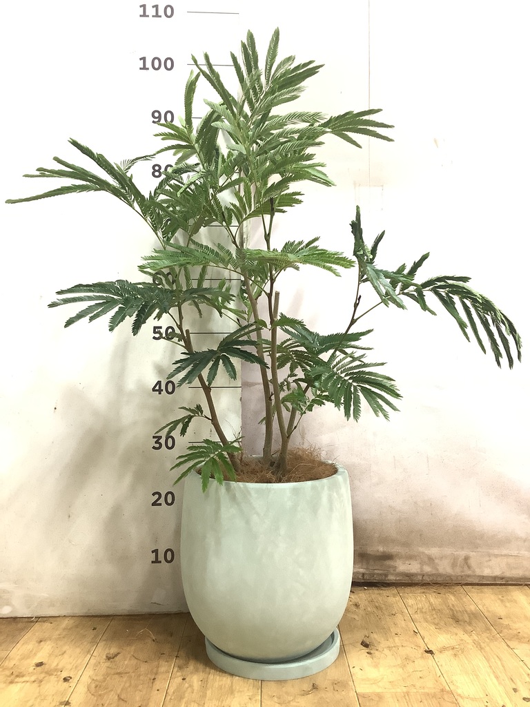 エバーフレッシュ 1点もの（現品・現物） | 観葉植物 | 送料無料でお
