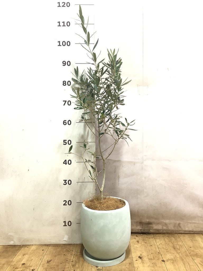 オリーブの木 1点もの（現品・現物） | 観葉植物通販HitoHana(ひとはな)