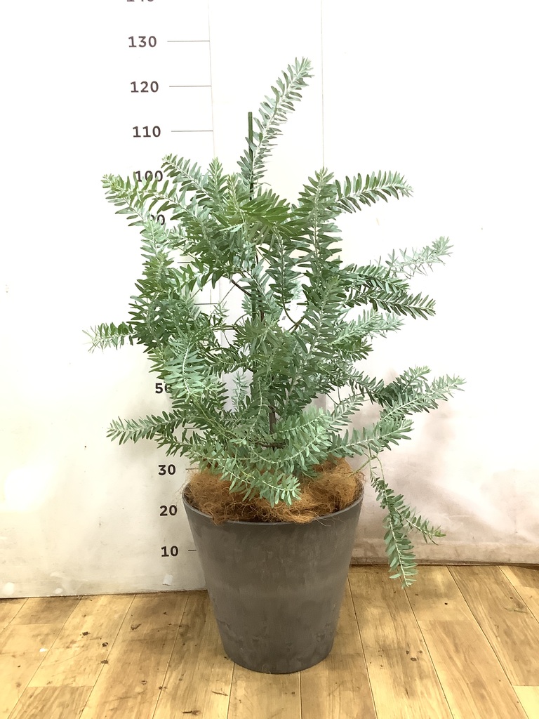 観葉植物 アカシア ブルーブッシュ 8号 LushBasket（ラッシュ