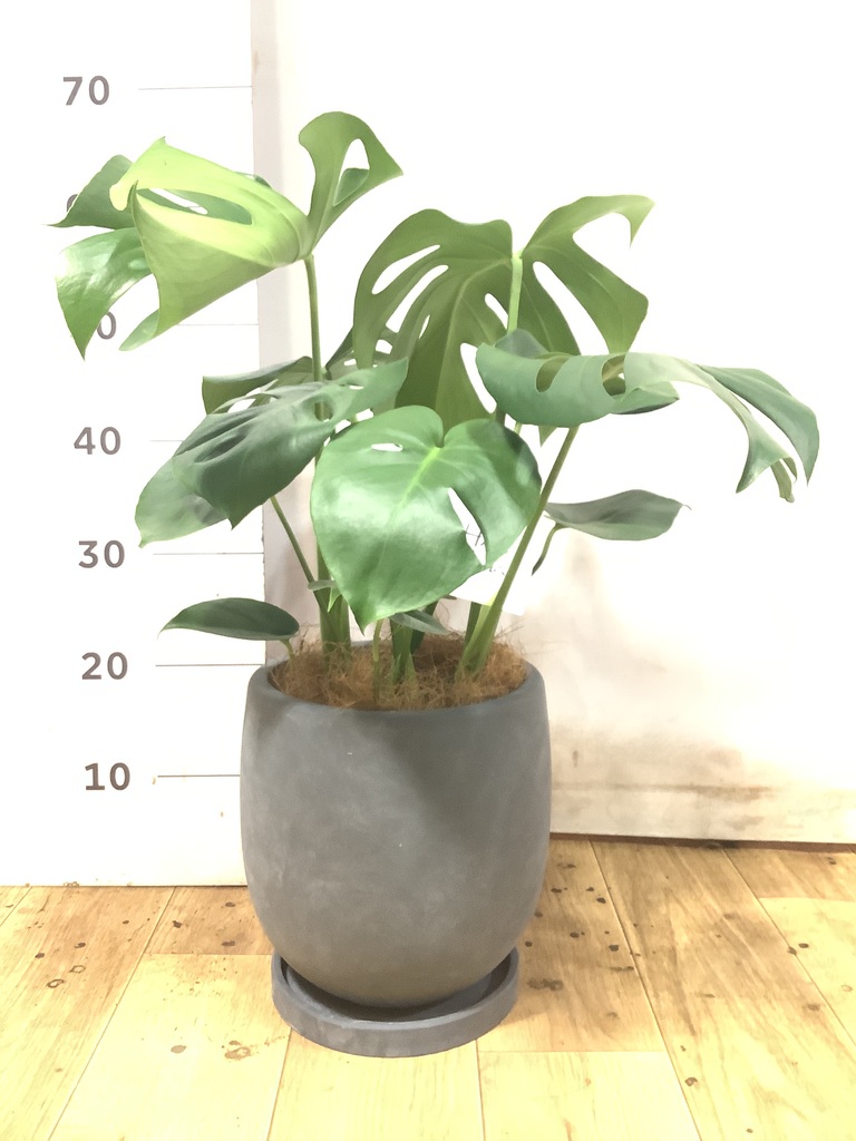 モンステラ 1点もの | 観葉植物 | 送料無料でお届け - Hitohana（ひと
