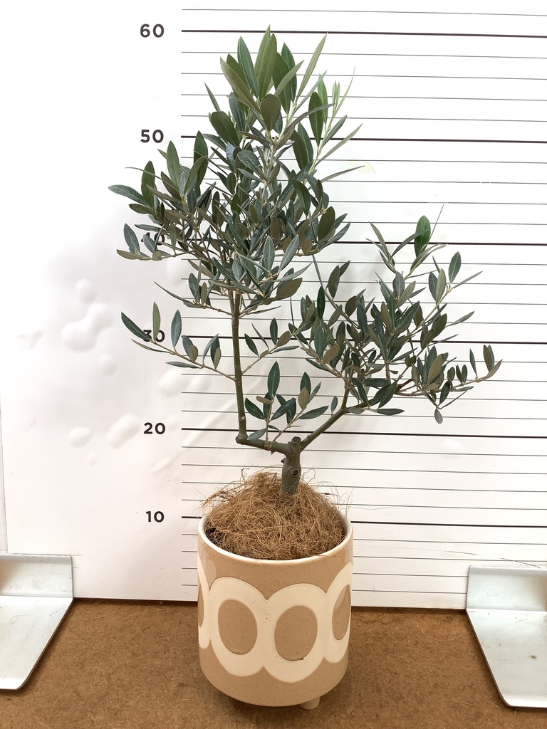オリーブの木 1点もの（現品・現物） | 観葉植物通販HitoHana(ひとはな)