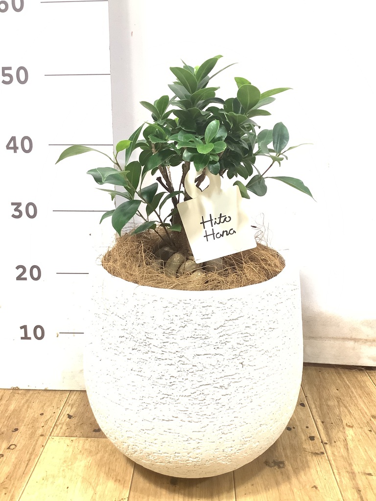 ✨✨✨ガジュマル【ジブリの世界】検/ガジュマル♪初夏セール♪ ガジュマル 6号 | 観葉植物 | インテリアやギフトに - Hitohana（ひと