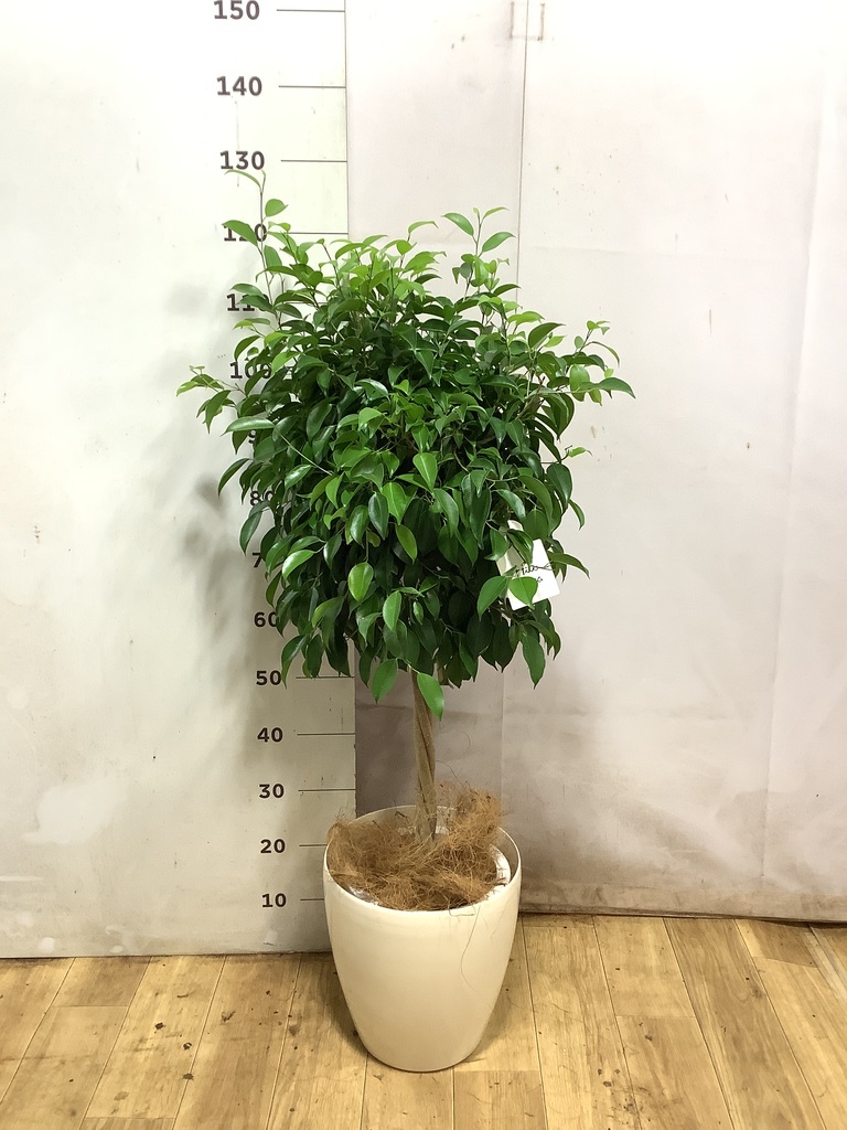 フィカス ベンジャミン 8号 | 観葉植物 | インテリアやギフトに