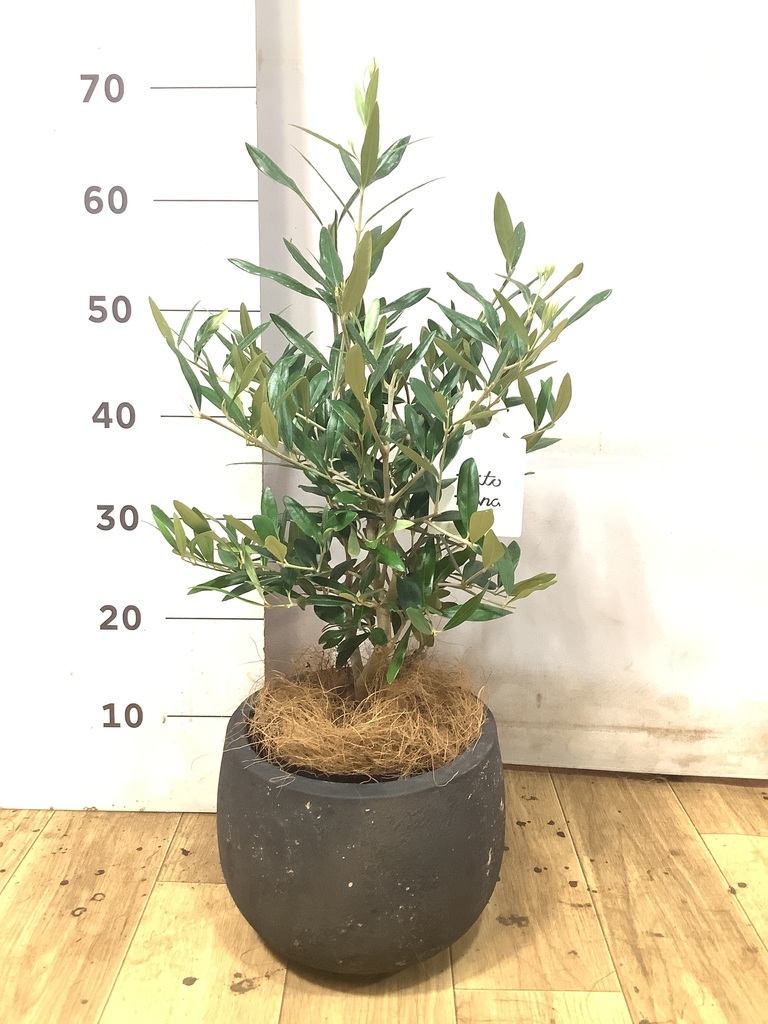 オリーブの木 5号 | 観葉植物の通販ならHitoHana（ひとはな）