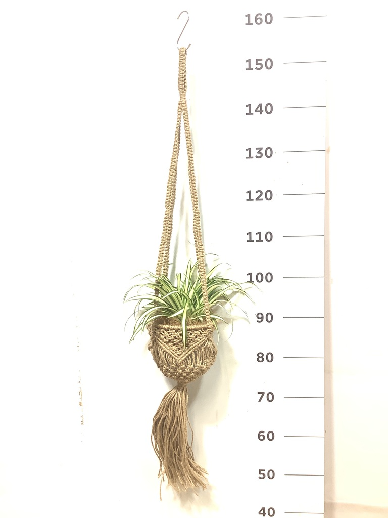 観葉植物 オリヅルラン 3号 ジュート手編みハンギング 16 付き | 観葉
