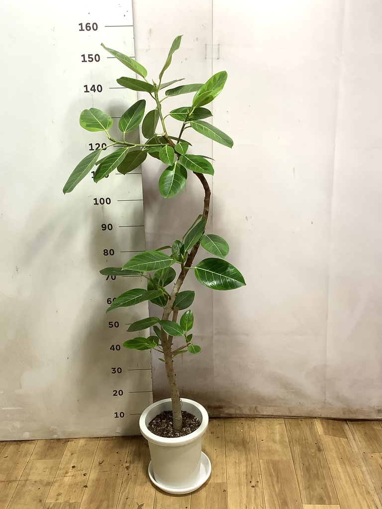 フィカス アルテシーマ 8号 | 観葉植物通販HitoHana(ひとはな) フィカス アルテシーマ 8号 | 観葉植物通販HitoHana(ひとはな)