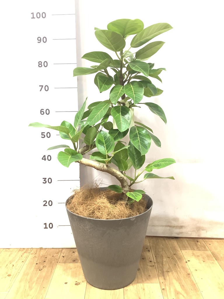 観葉植物 フィカス アルテシーマ 7号 曲り アートストーン ラウンド