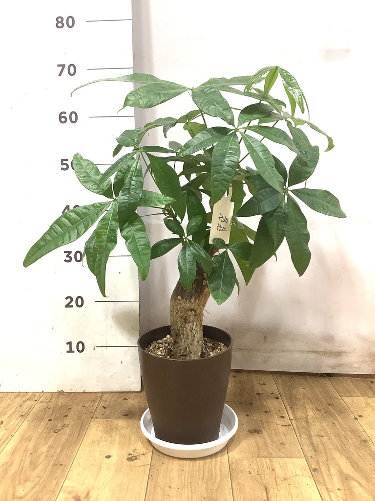 観葉植物 パキラ 6号 極太 プラスチック鉢 | 観葉植物ならHitoHana